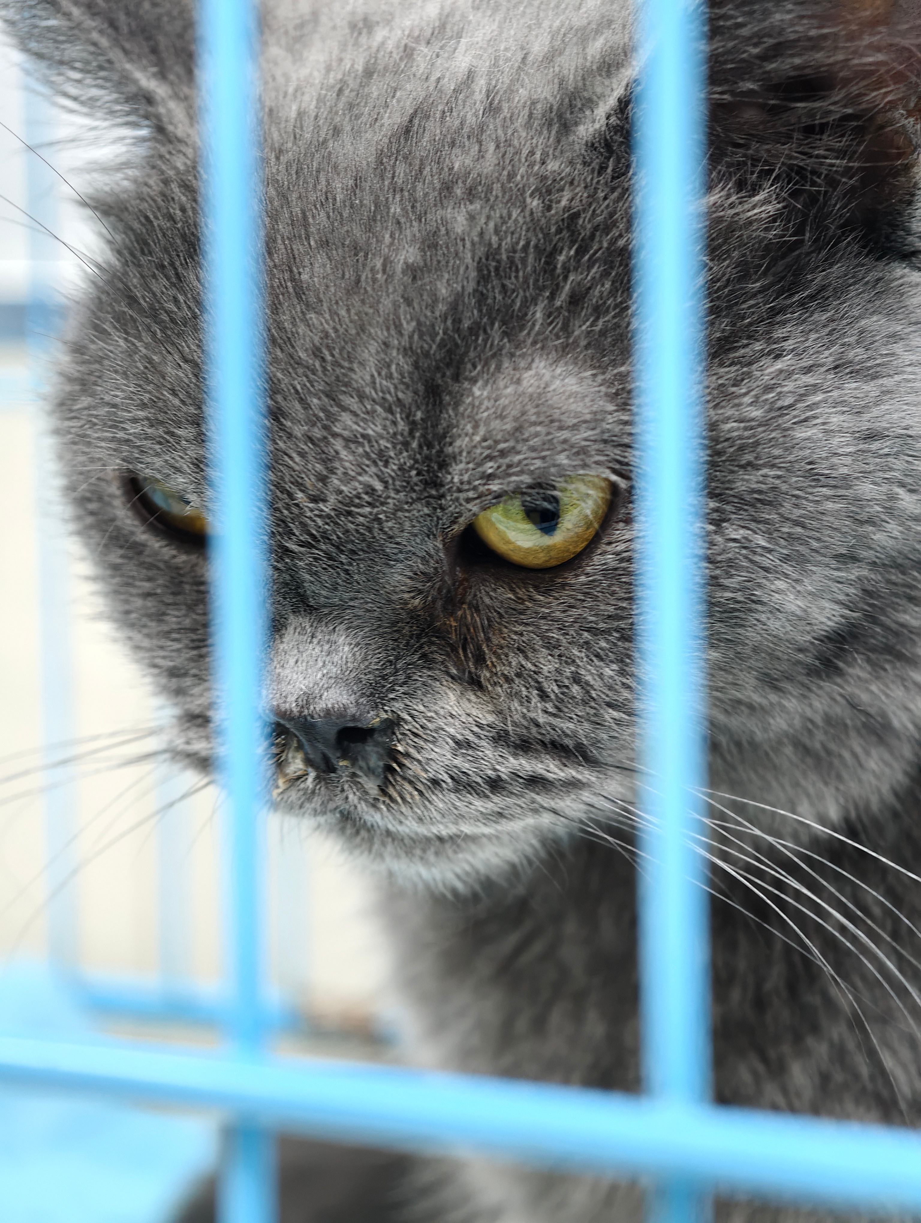 马上会有一只新猫来我家。也是一只被抛弃的小猫，我会给小东西幸福的一生。现在还在考