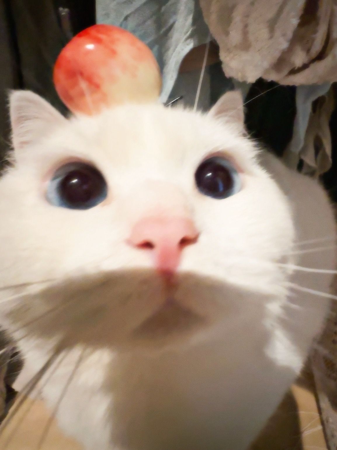 𝐀𝐯𝐚𝐭𝐚𝐫｜审咪积累 萌到临头还在犯呆！ÒωÓ