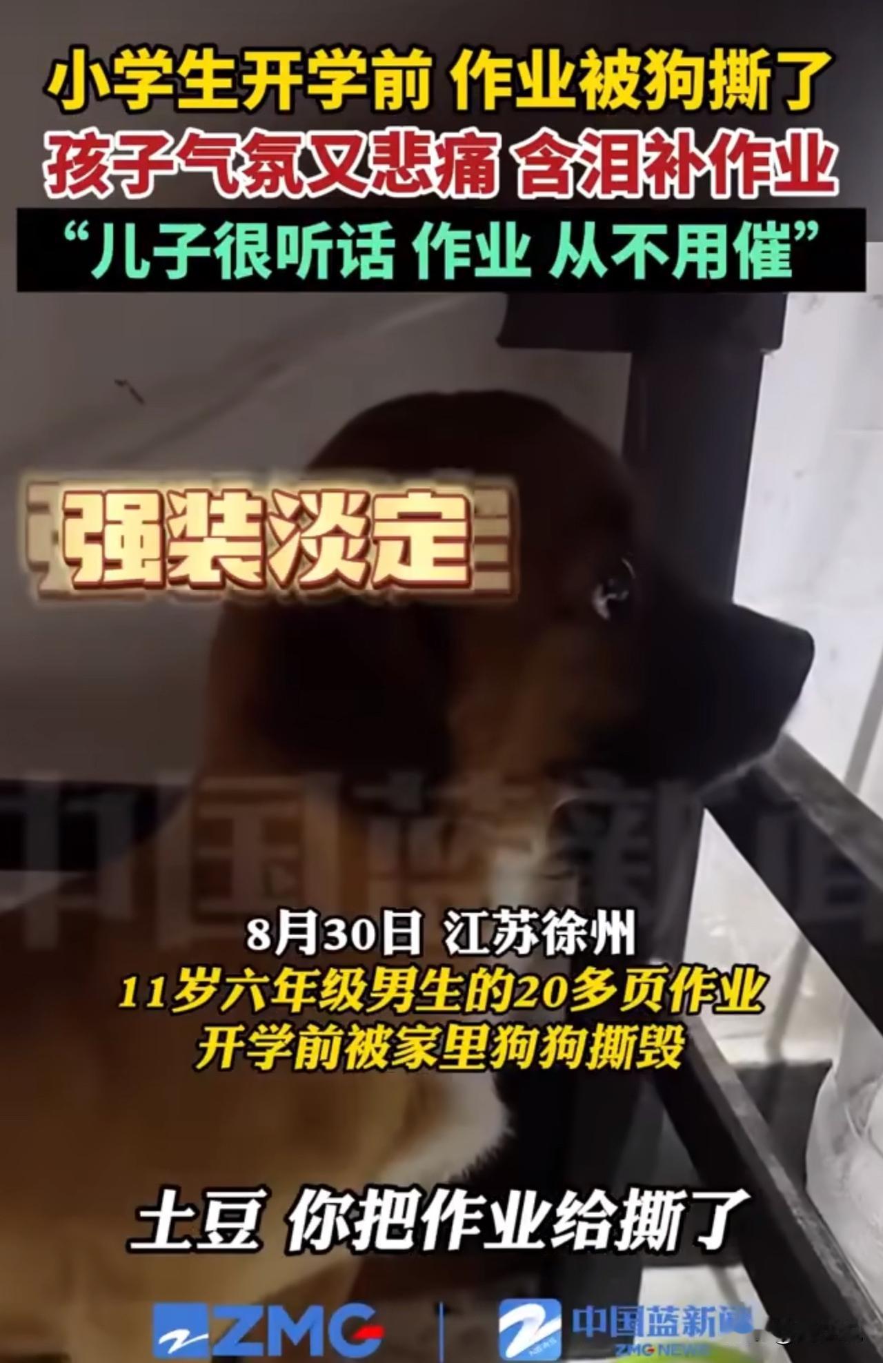笑不活！徐州男孩开学前20页作业被狗撕，含泪补完笑翻网友！

江苏徐州，一位11