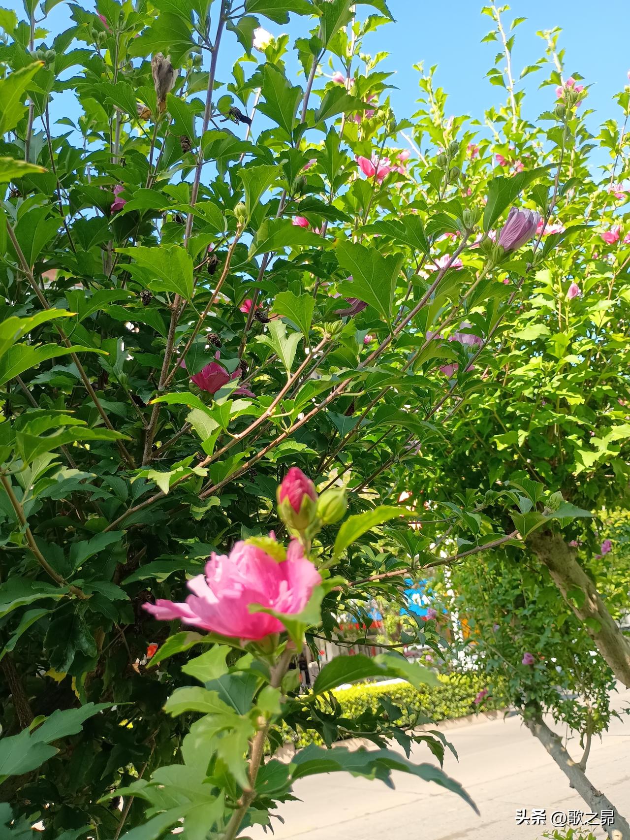 三餐莫忘农夫苦
四季乃知田园勤
——浅浅的秋与深深的伏，走得貌似仓促，岁月不饶人
