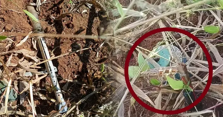 一个月内至少8人死伤！缅北皎梅，农田成“雷区”