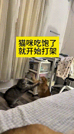 俺嘞乖乖，这俩小猫吃饱没事干，逮住机会就互相打闹，满屋猫毛乱飞，闹腾得没完没了。