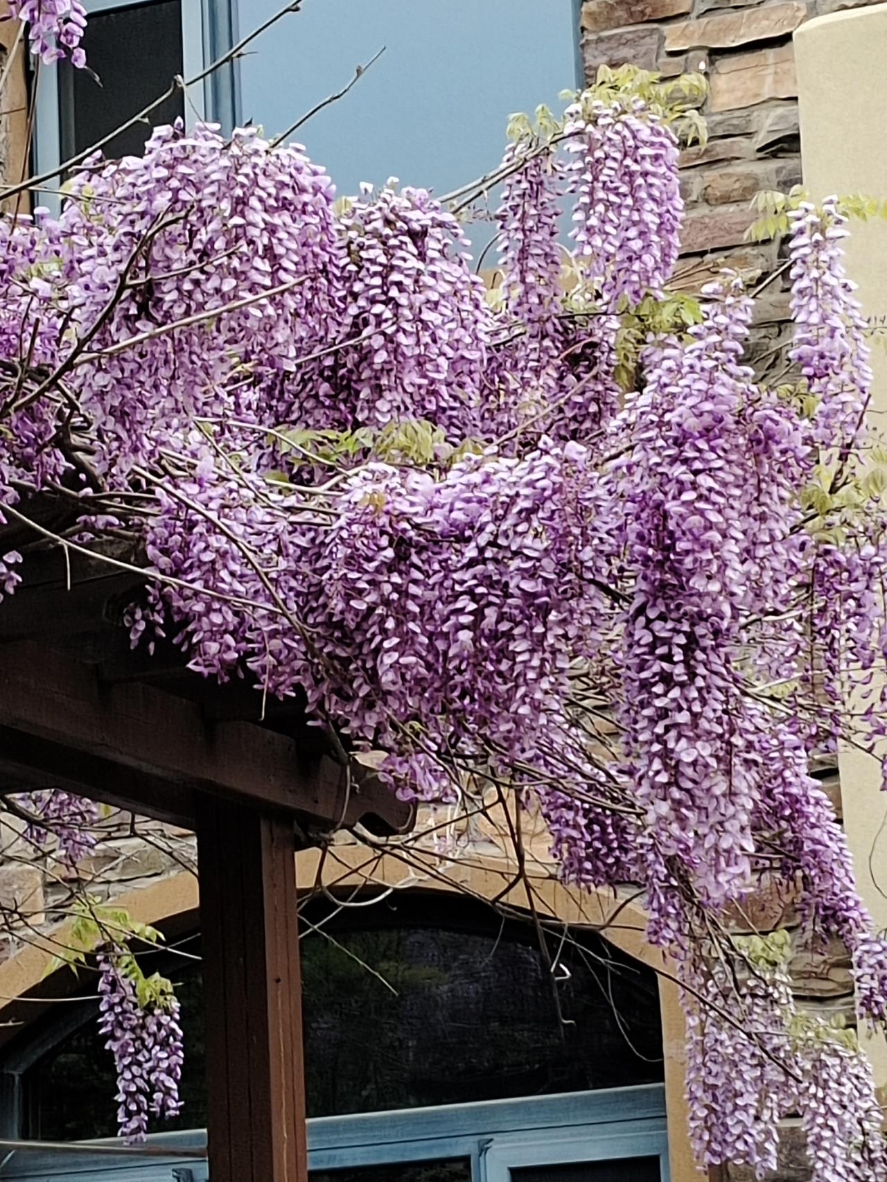 今天在小区里转，闻到阵阵花香扑面而来，我循着花香走去，发现一株紫藤花开的炫丽。它