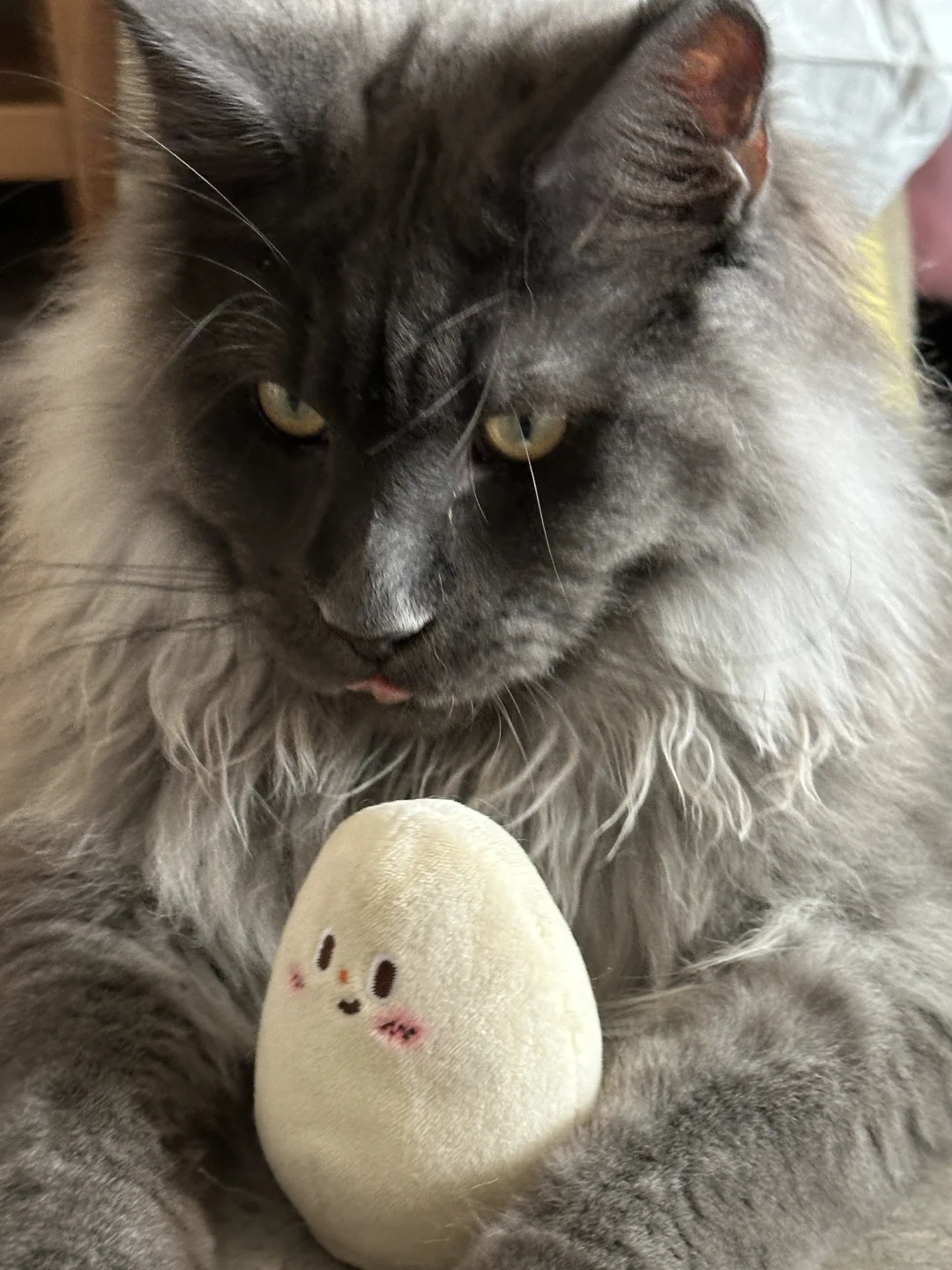 缅因猫和猫咪玩具的超级反差😆