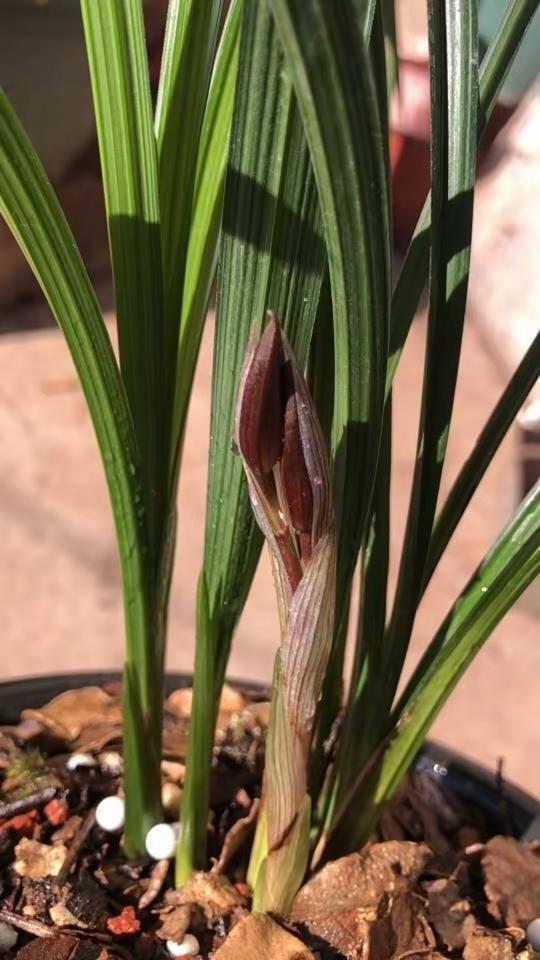 养了几年的春剑，终于又到开奖的时段。这种花苞，开放后会是什么样的呢兰花 兰花种植
