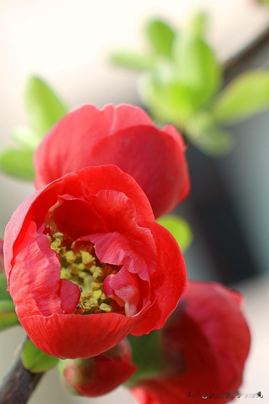 前年秋天在红海棠上嫁接了一个会结果子的今年开花了还有很多花苞，不知道能不能结果。