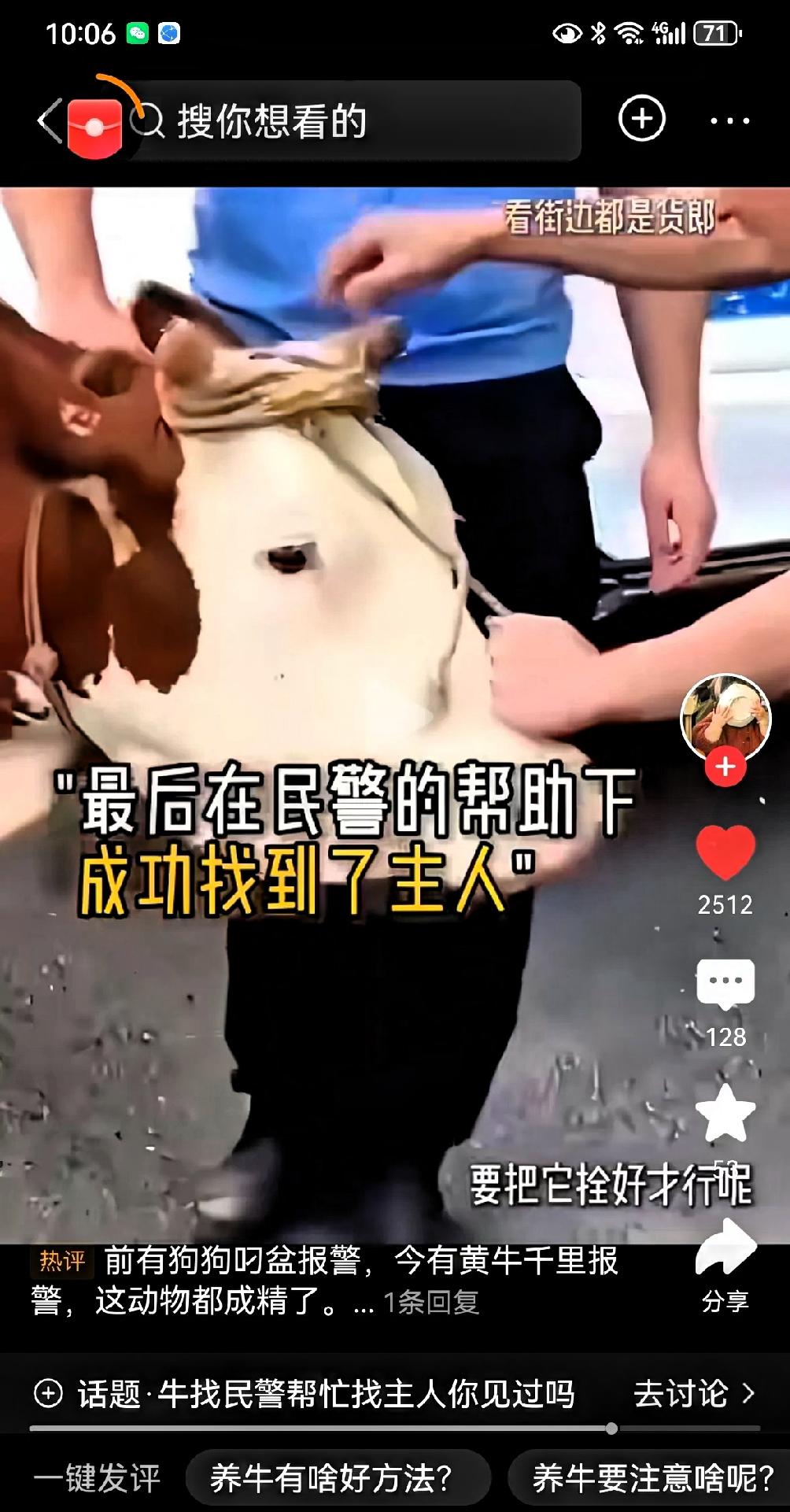 湖北这头老牛简直成精了！70多岁的周大爷把牛赶到山上吃草，自己去办事结果忘了时间