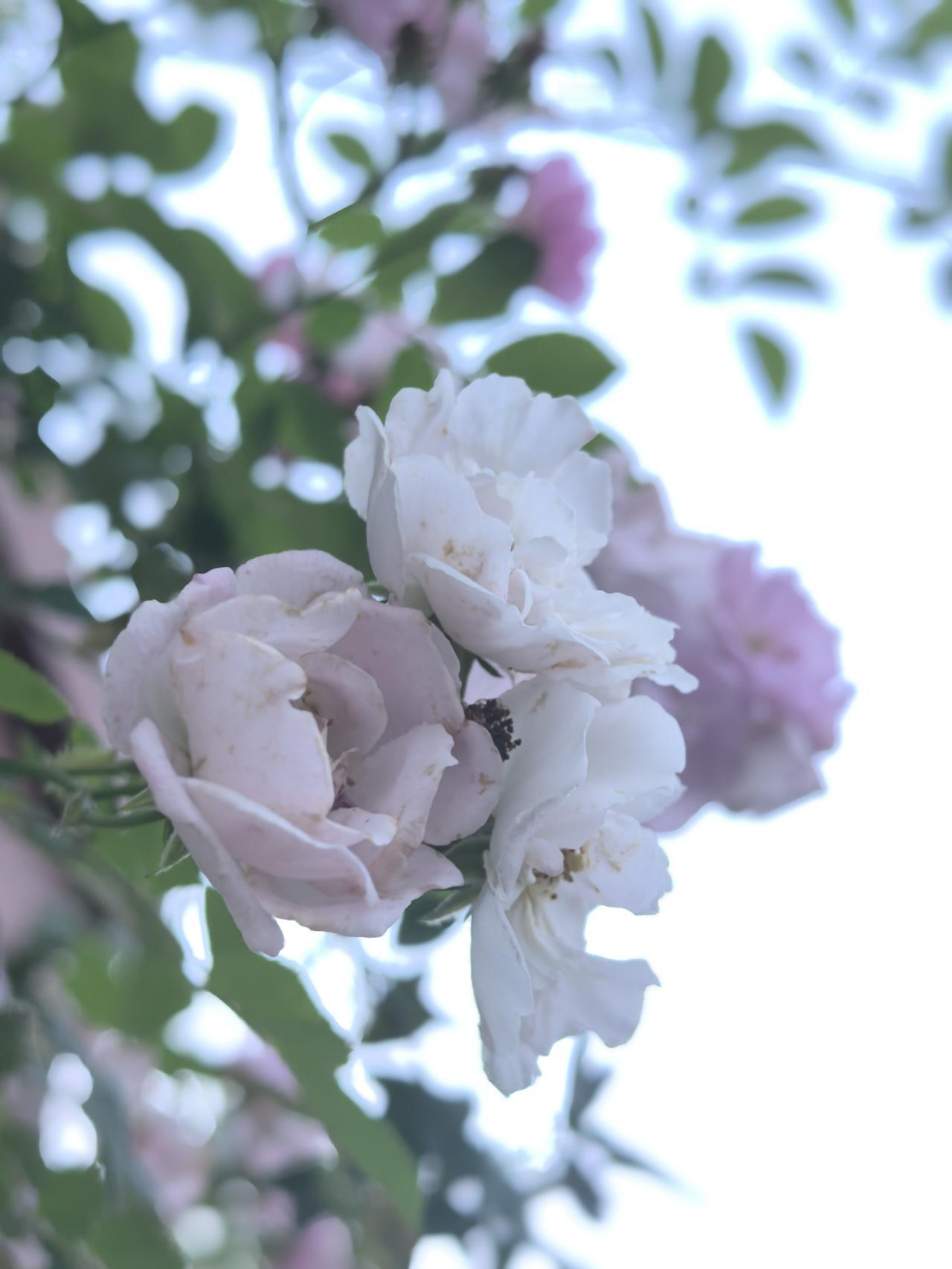 散步赏花随手拍