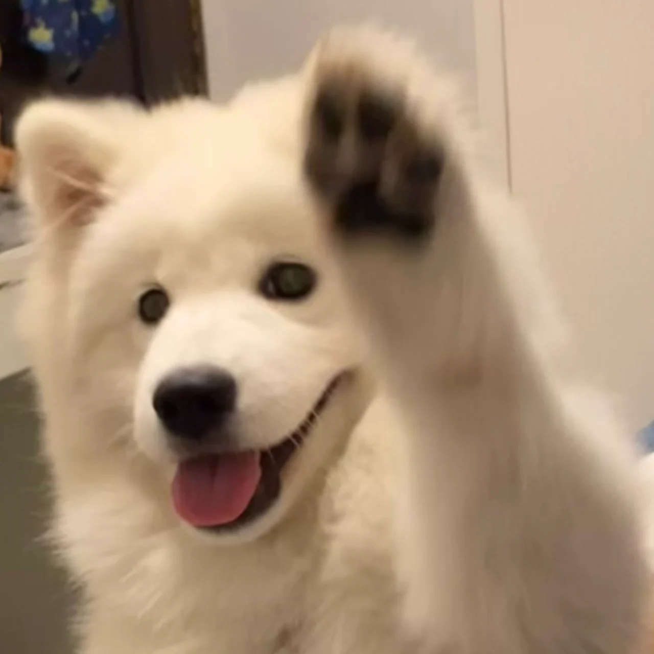 🐶 🐾 