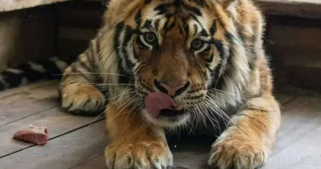 花2000多认养东北虎两年、续费时才知道老虎已经死亡？园方称老虎档案要保密，律师：不合理