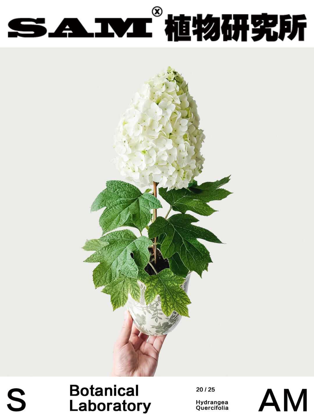 栎叶绣球｜Hydrangea Quercifolia W. Bartra