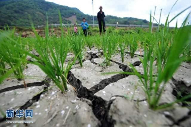 冷空气13号到访，中下旬干旱，农户别死等雨水
