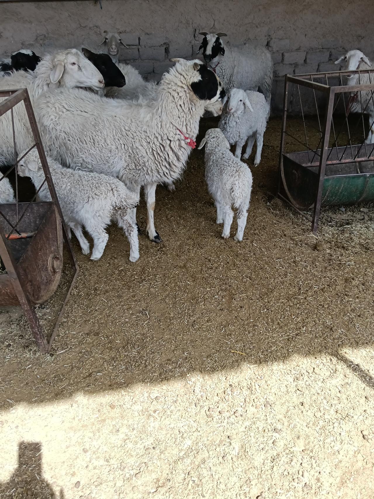 我家羊羔抗拒吃料，只想吃粉碎的苜蓿草。
这个春天，大小羊都瘦。
看过兽医了，也给