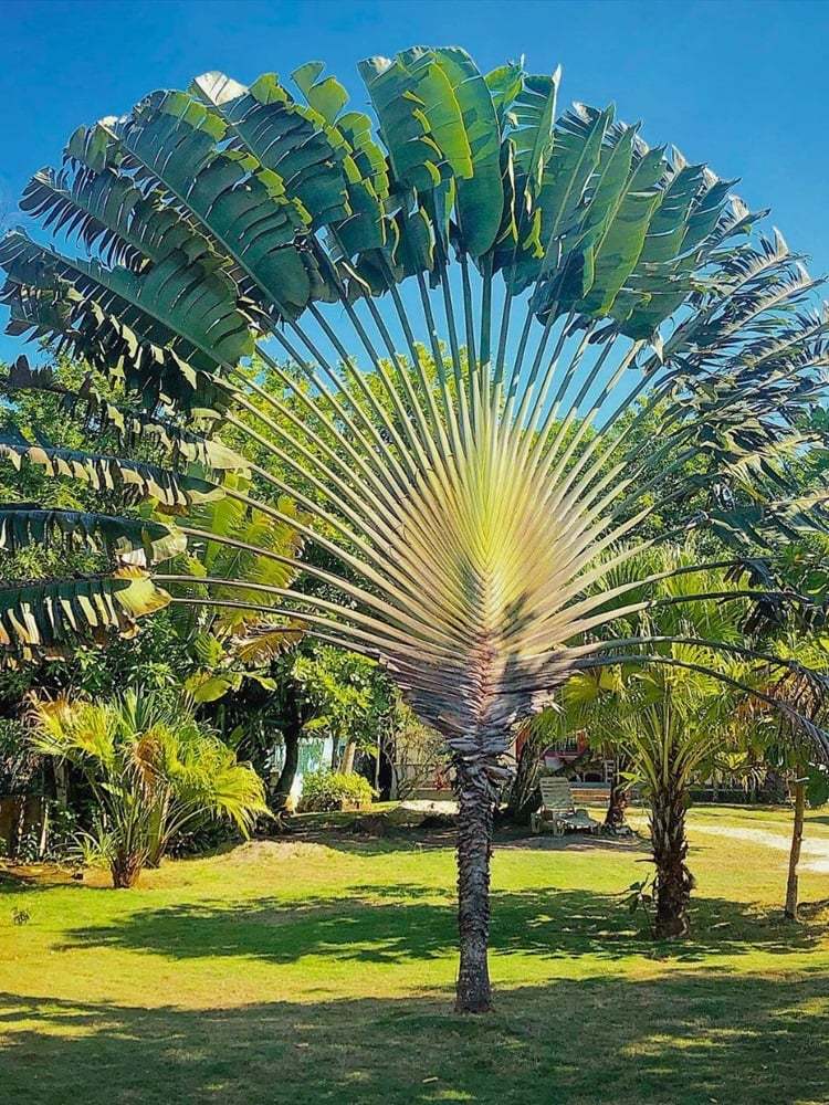 马达加斯加的旅人蕉 （Ravenala madagascariensis，散尾葵