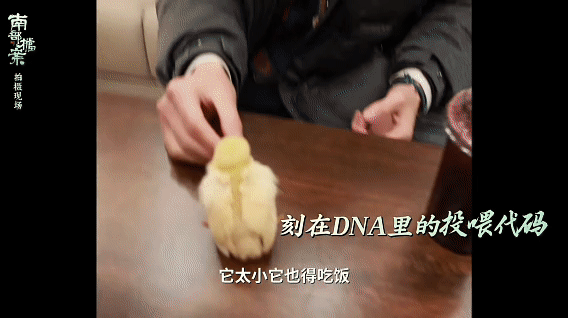 张新成触发萌神开关 张新成养鸡还有续集张新成这养鸡系列是打算做成长连载吗？从喂鸡