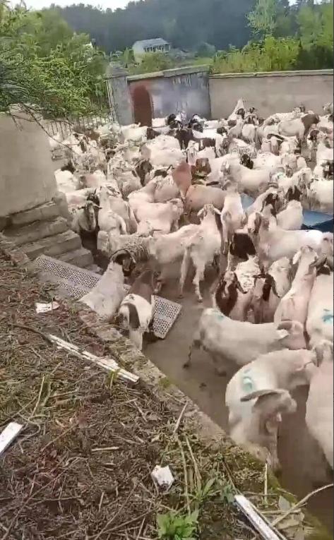 贵州铜仁，男子在熟人建议下，贷款买了543只羊，从河南运到贵州玉屏开始放养。谁知