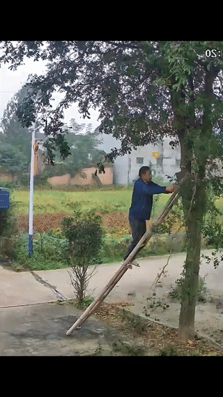 大叔一个人站在竹梯上砍树。
结果他脚下的梯子突然向后一滑。
把他重摔在了地上！