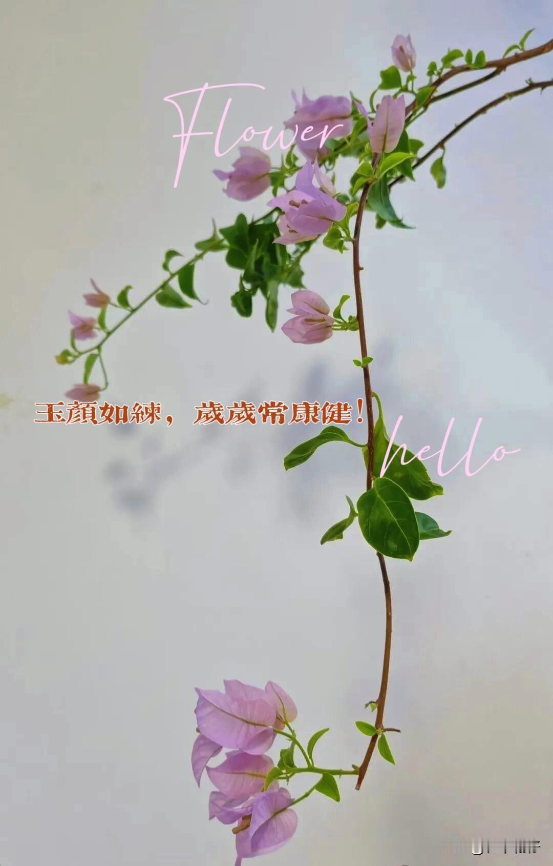 “玉颜如练，岁岁常康健”
好一句温润如玉的祝福。

“玉颜如练”化用自南齐诗人谢