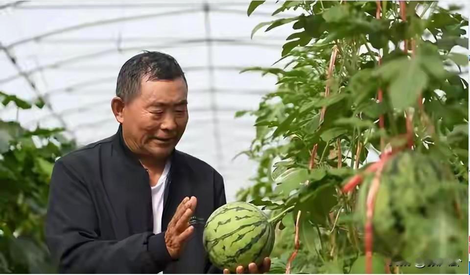 中国农民攻克全雌西瓜 ，拒三百万美元捐国家！

黑龙江农民姜向涛做了一件让农业专