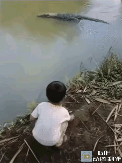 鳄鱼：你砸我都没哭，我砸你一下就哭了，以后不跟你玩了[呲牙]