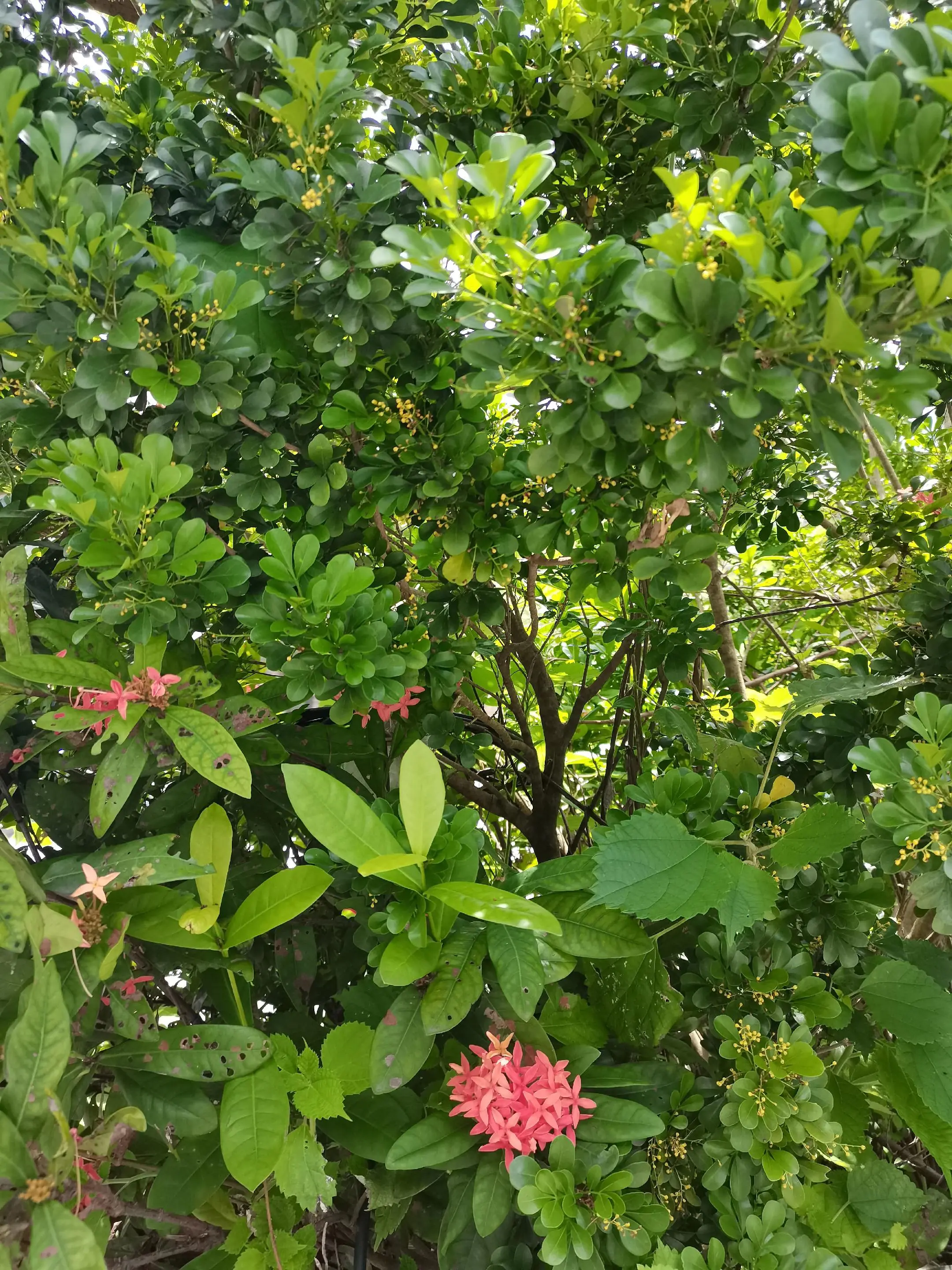 夏天的花园 误把栾花当桂花