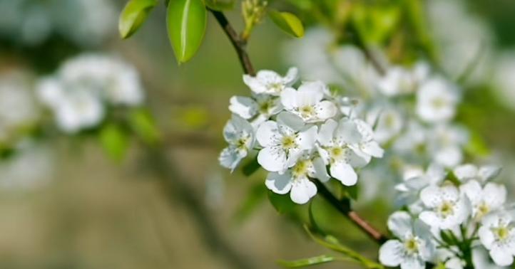 梨9毛钱一斤，卖了吧干了一年去掉成本基本没剩多少钱，不卖吧就是纯赔。
农民真的是