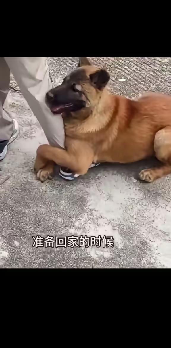 狗子突然抱住主人腿不让走，真相让人瞬间泪崩，看完我沉默了很久

昨天晚上，我刷到
