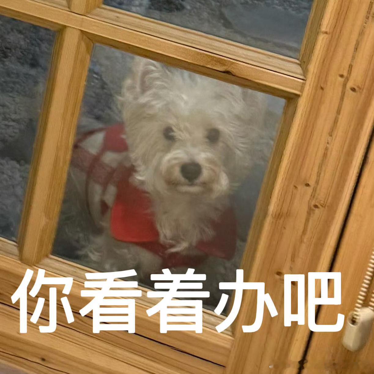 不呆小呆：你看着办吧🐶