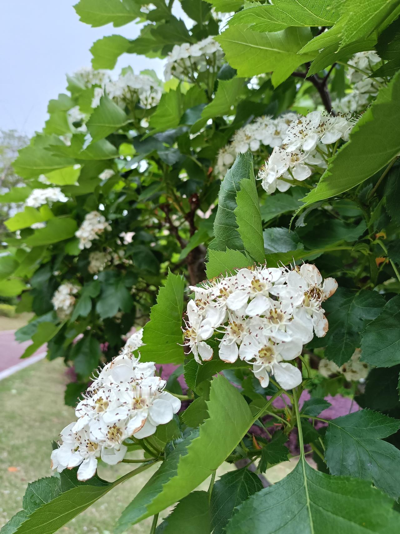 发一张你相册最近拍的花这一树一树盛开的山楂花，还真是漂亮，洁白的花瓣在绿叶的衬托