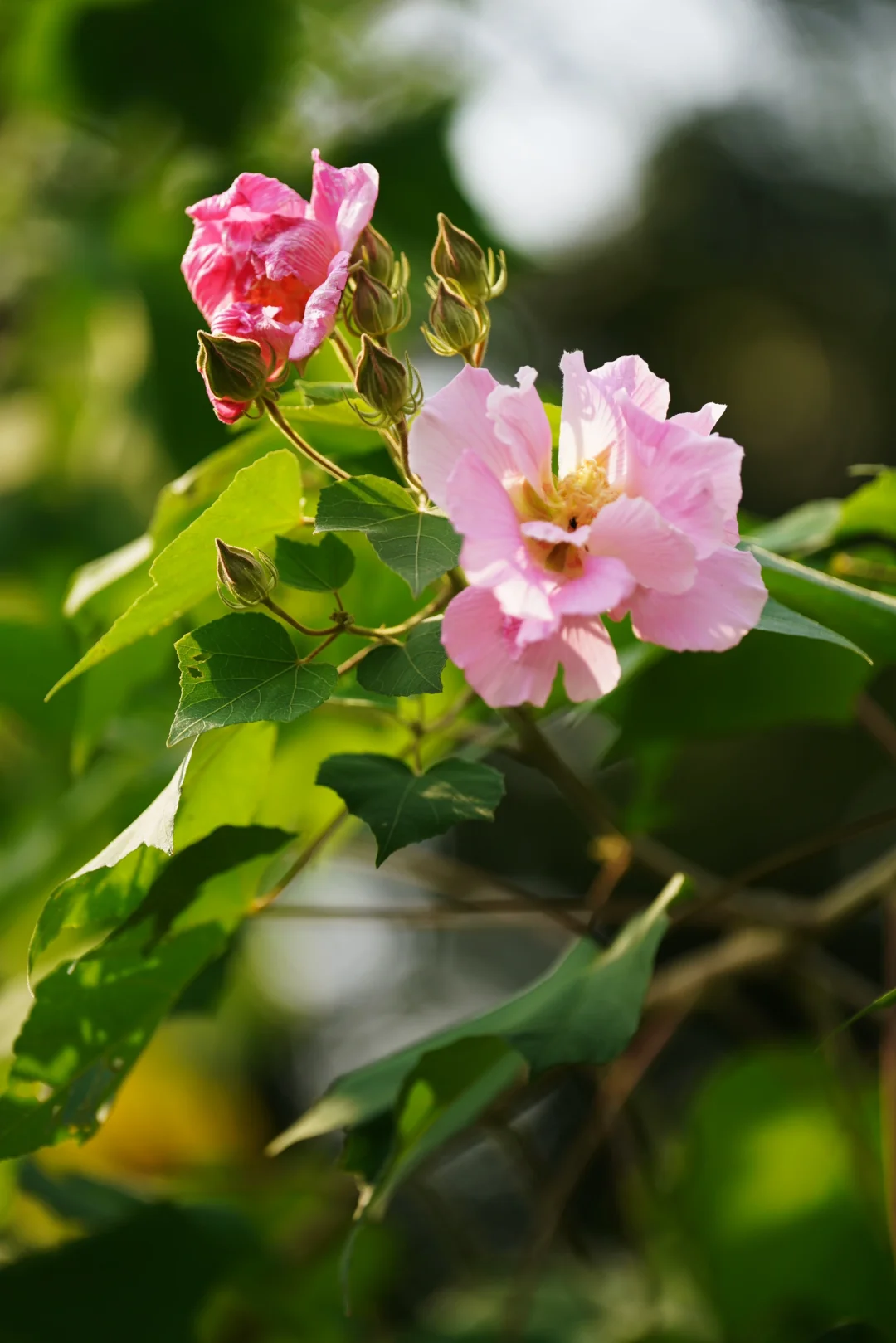 木芙蓉初绽（三）