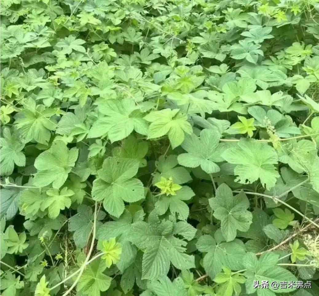 农村养鸡人天天割草喂鸡，喂了十几年才发现自己根本不会用，有些草喂了白喂，有些草喂