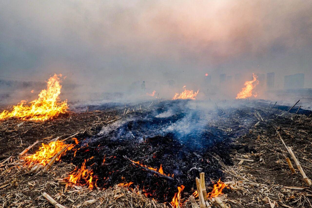 有研究表明，小麦秸秆燃烧过程中形成的黑炭能显著减少抗生素耐药基因在土壤和大豆农作