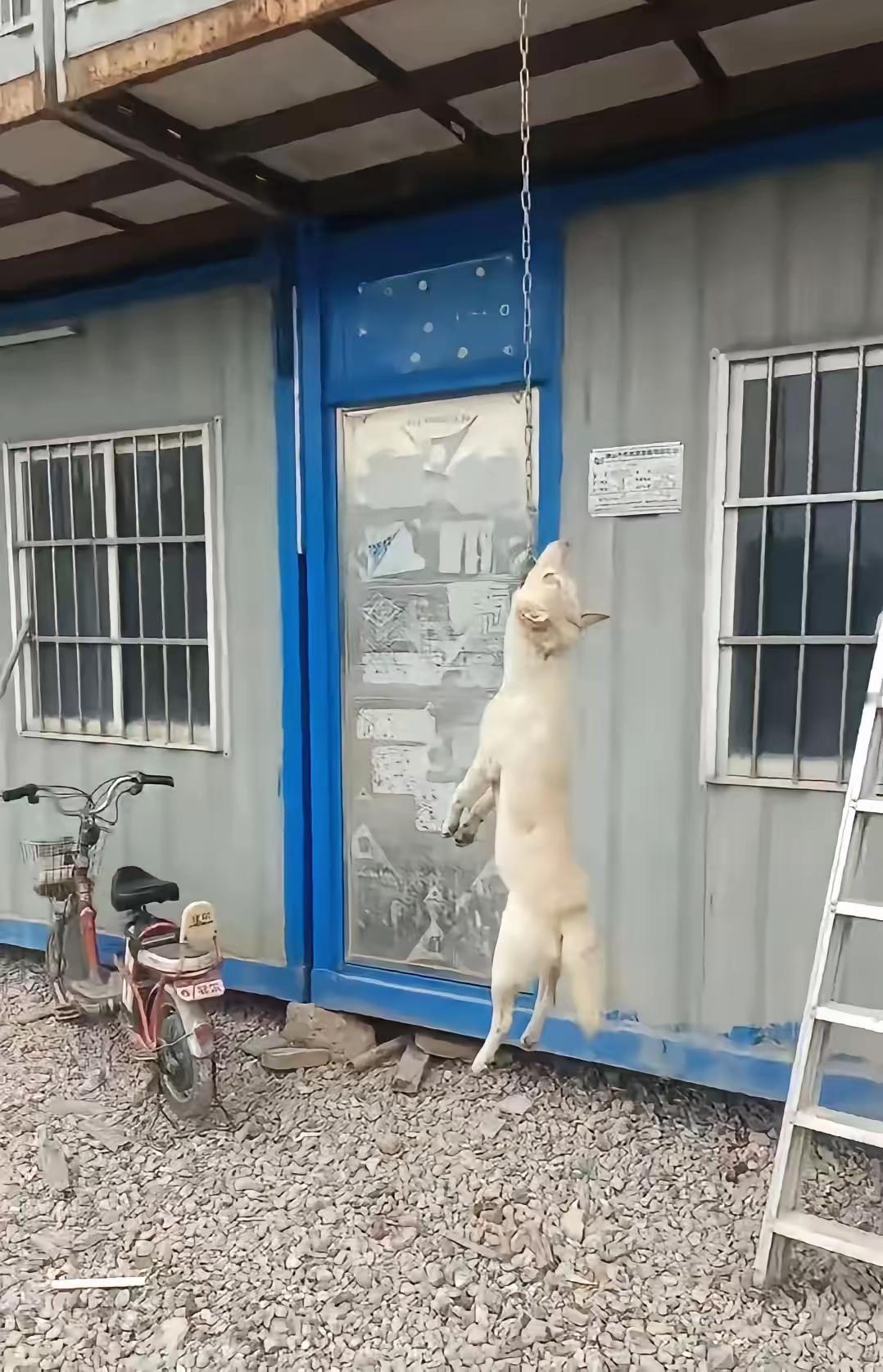 这个是黑心老板利益熏心卸磨杀驴，他在建筑工地施工期间防止有人偷东西，老板就养了一