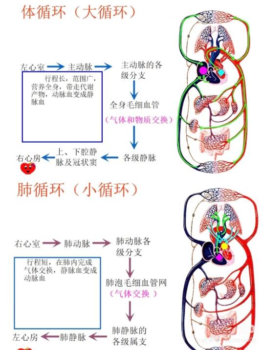 体循环VS肺循环