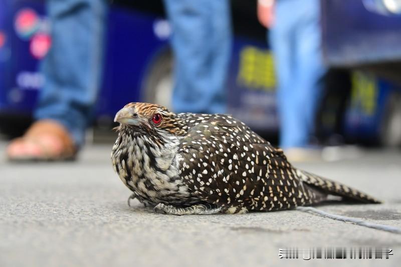 用“花鸟鱼虫”作藏头诗还挺有意思。藏头诗可是古代诗人喝酒时玩的高雅游戏，很考验才