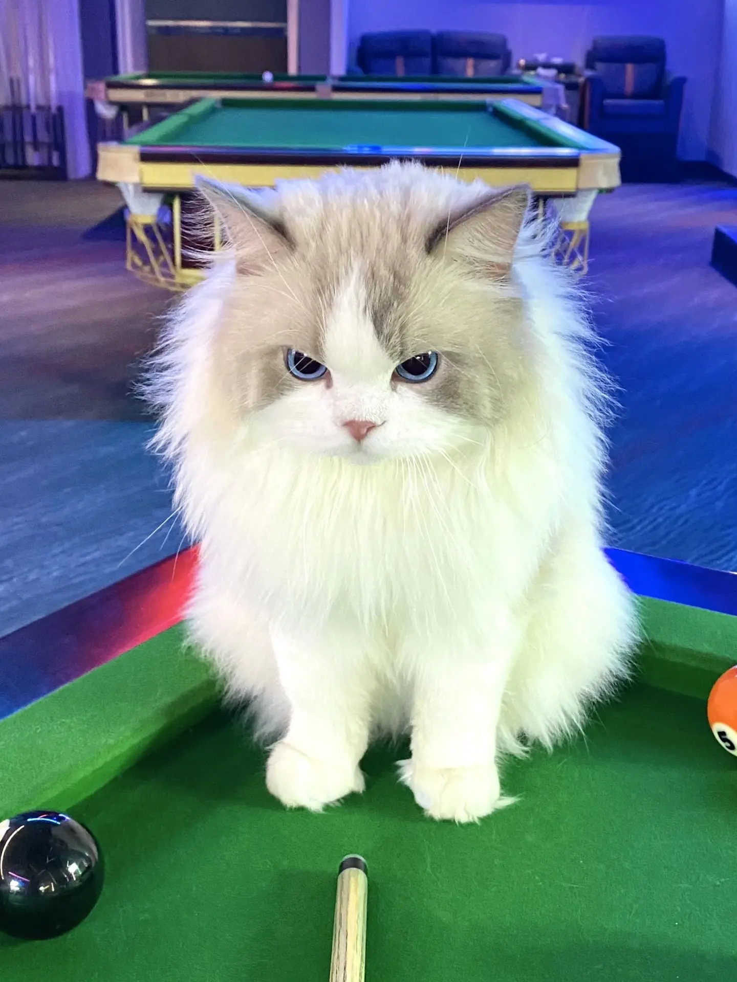 被当台球打气炸了。