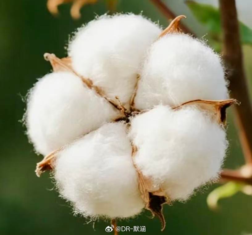 我们常说的“棉花”，其实不是花。它真正的花朵长这样（图一图二），而我们熟悉的白色