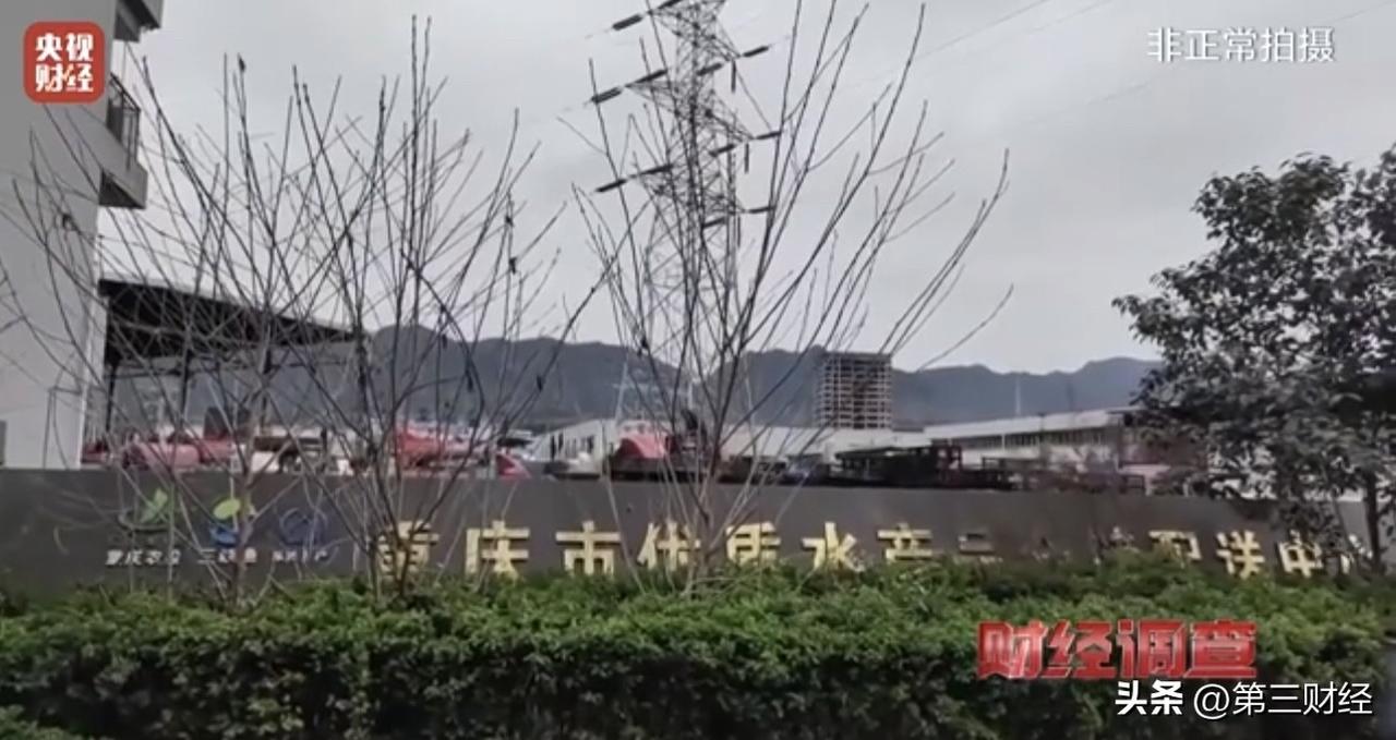 “让鱼休眠”？这是在给消费者投毒！

央视财经的这则调查，看得人脊背发凉。

重