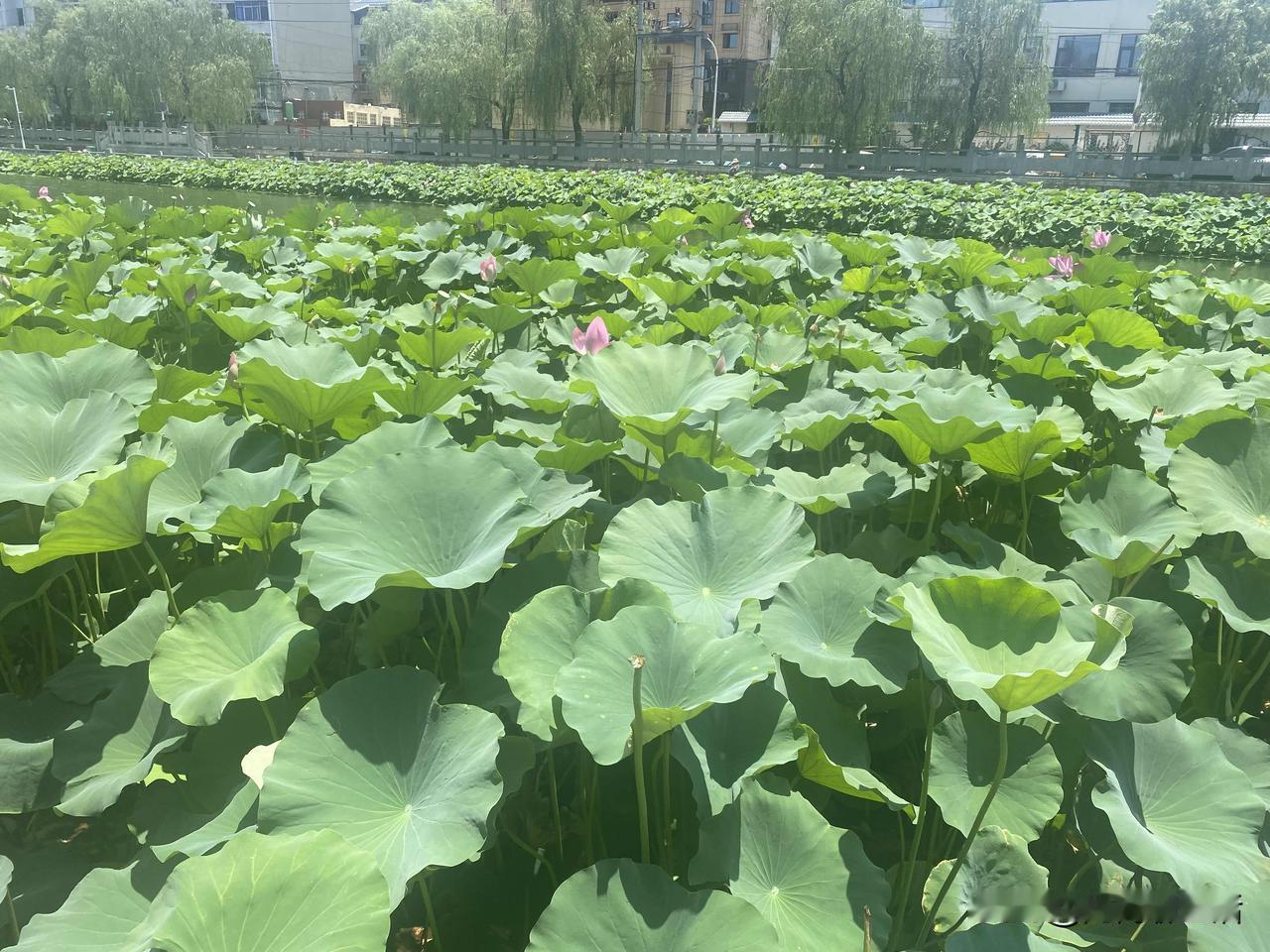 给所有没儿子的家庭忠告：宁肯老两口孤独养老，也别留女儿招上门女婿。
说实话，在很