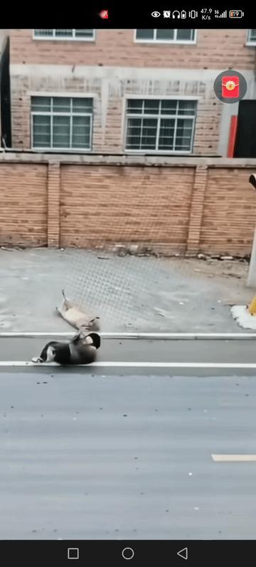 救命狗，没这狗缓冲这小男孩能爬得起来吗？