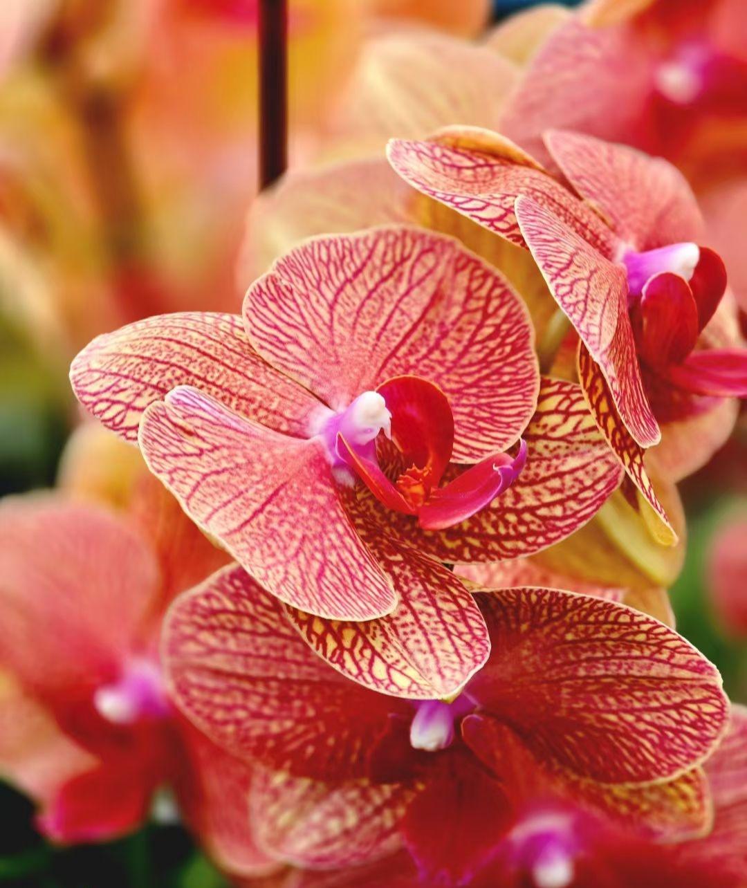 橘红与玫粉在花瓣上织锦，每道脉络都像藏着阳光的指纹，蝴蝶兰把热烈与细腻，都绣进了