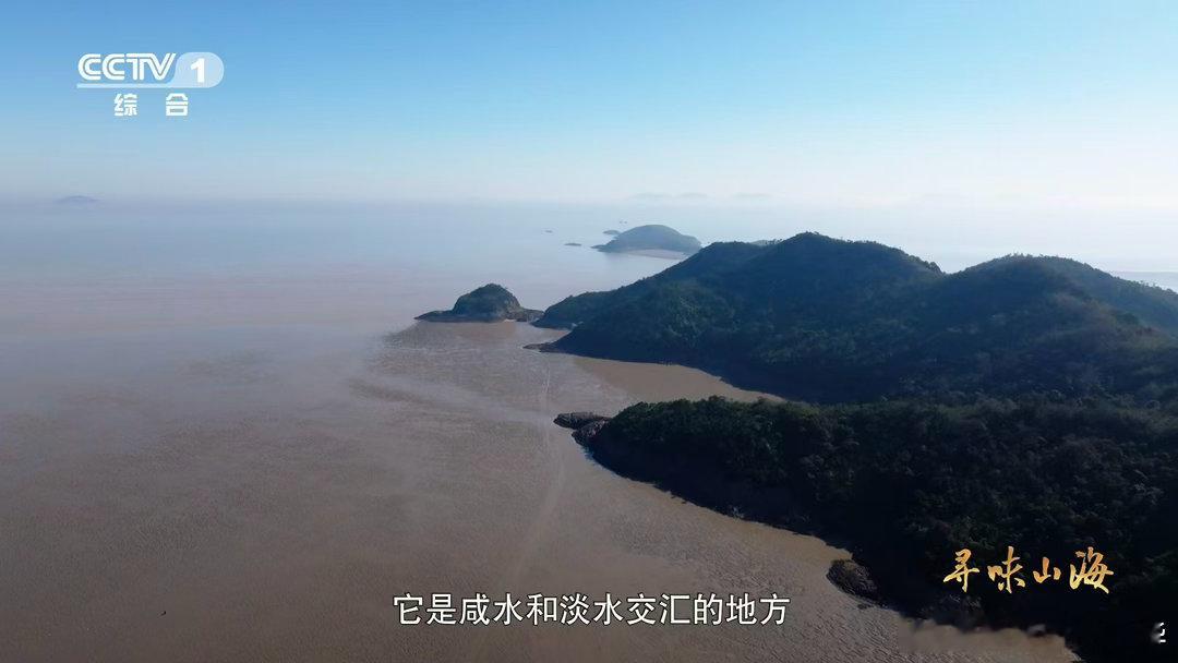 沙蒜不是蒜是海鲜 浙江有种“海里的蒜”！沙蒜其实是海葵，台州湾的它肉质厚实，脆糯
