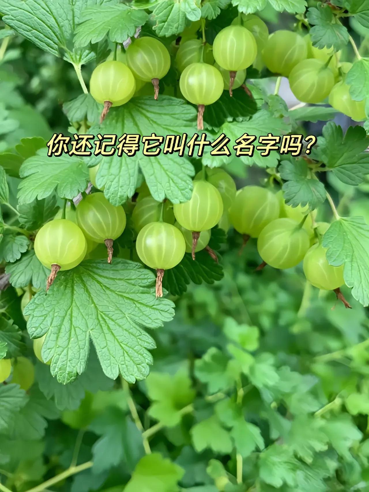 这个果子叫什么名字，你还记得吗？
应该只有80.90后吃过吗？酸酸的，个别会是甜