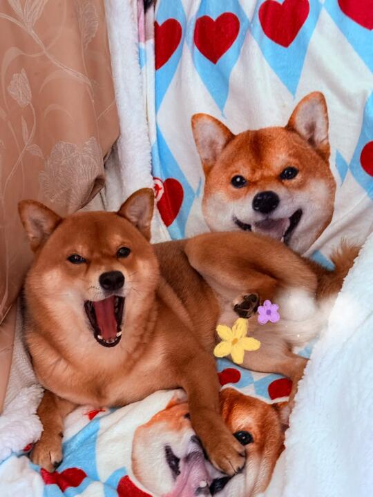 人！🈶吼多个我啊！
