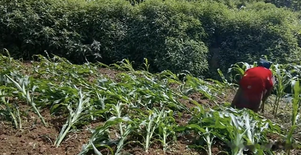 翠花和铁柱夫妇在我的老家，以他们那种精力，应该是种地大户，是住洋房，开轿车的农民