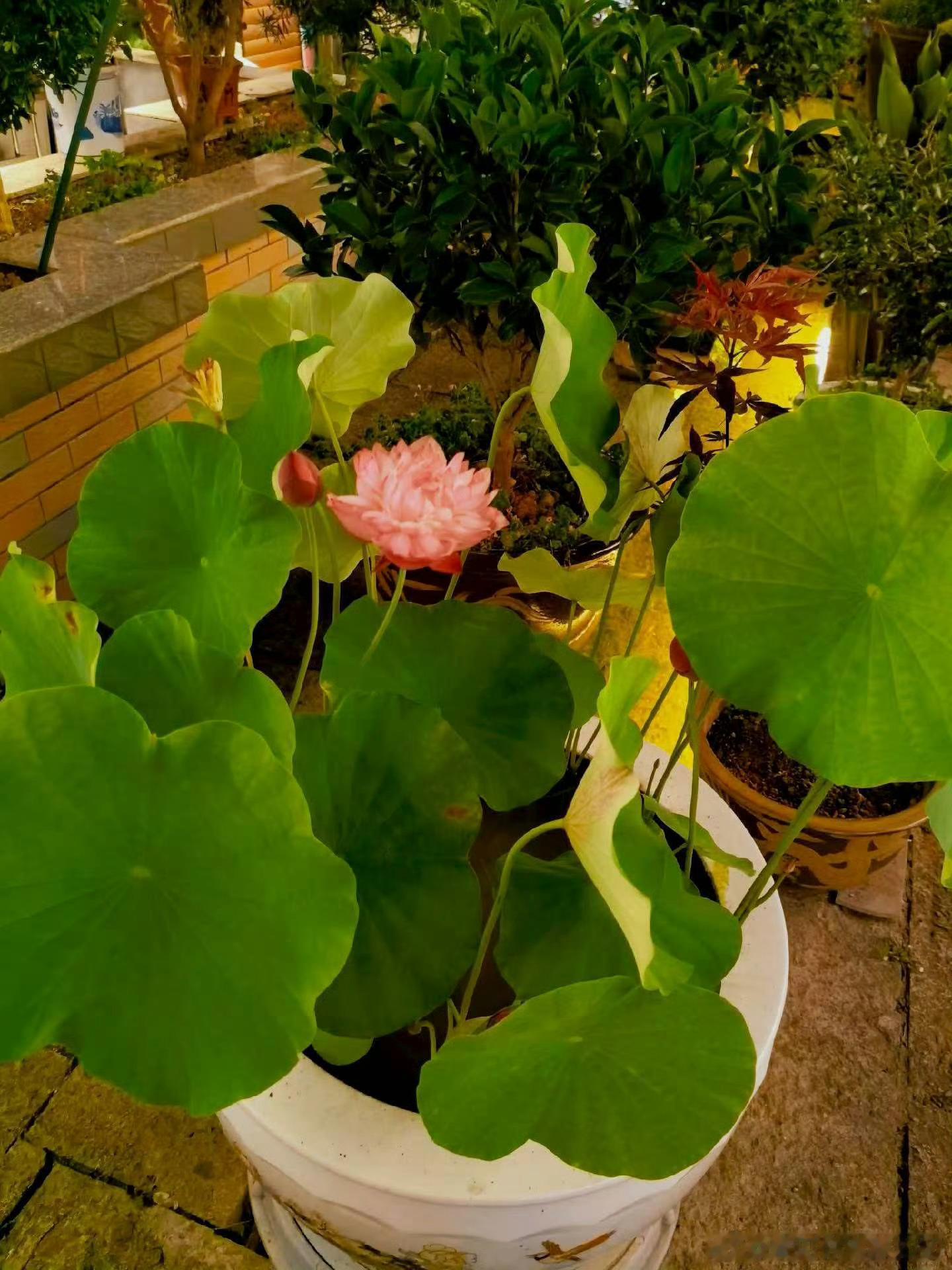 荷花不仅开在池塘，，还能开在书房，也能开在小院。也能开在我的书法纸上。爱莲说出淤