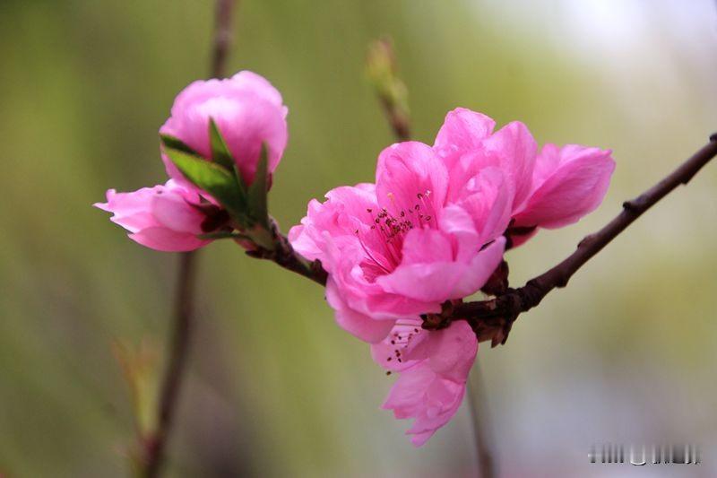 七绝|春分桃花吟
摇曳生姿过马年，
清风扑面舞霞烟。
花开两岸春红度，
雨霁桃妍