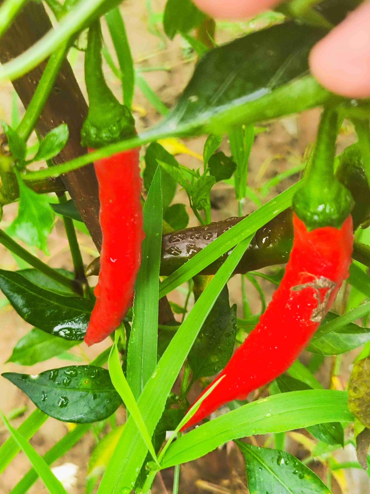 我的今日状态：😭伤心难过
我这里的天气：🌤️小到中雨

老天糊涂了，在走熟路