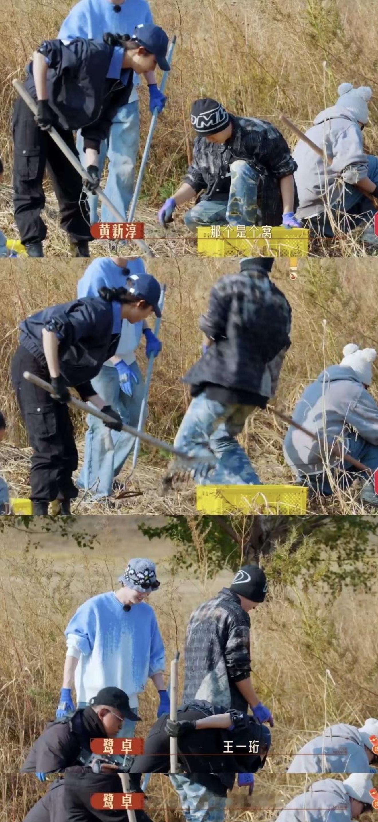 鹭卓捅了虫子窝了  不允许还有人没有看过这么有趣的一段，鹭卓挖土豆也为大家带来了