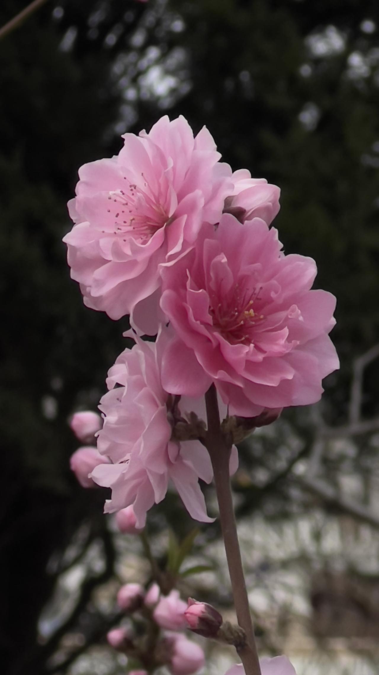 晒晒随手拍的美丽花朵朝阳公园赏花：粉嫩的花朵在枝头绽放，靓丽迷人、可爱至极的小花